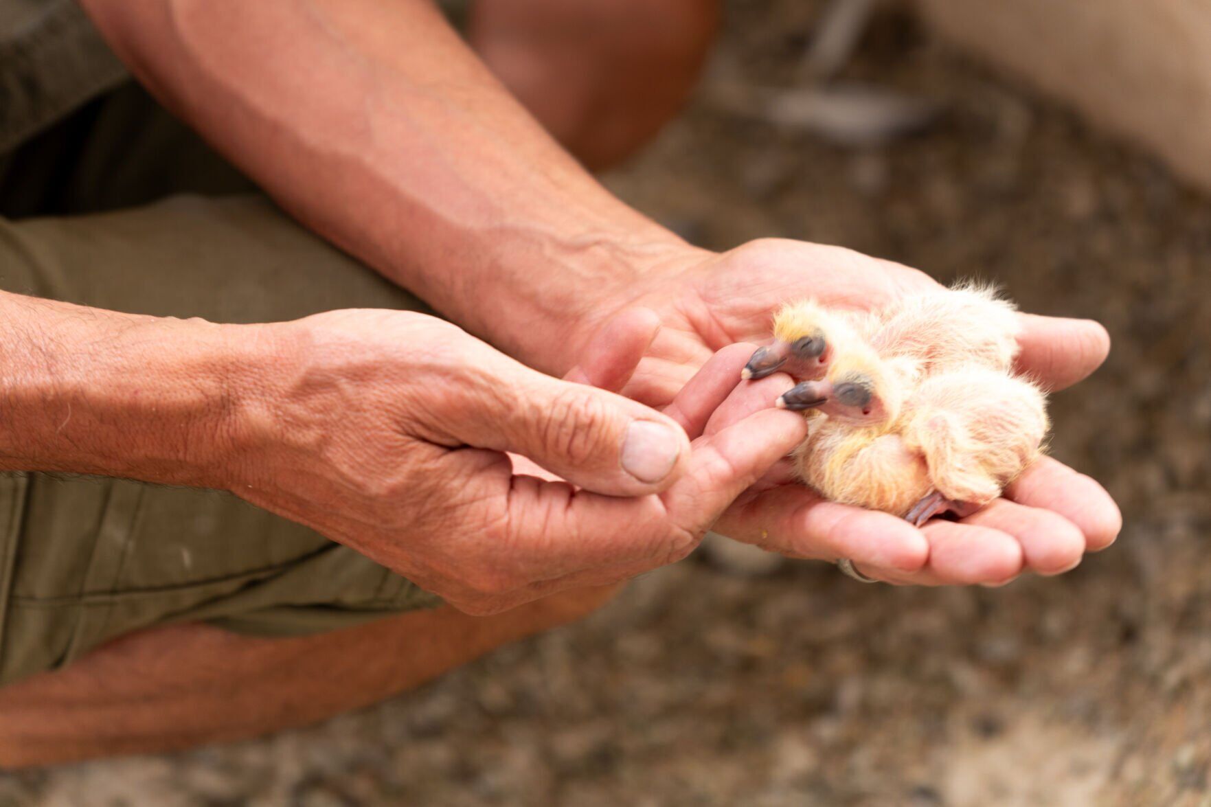 Baby Pigeon (squab)